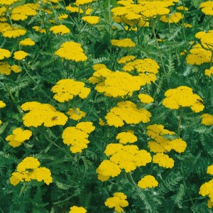 Achillea tomentosa 9 cm Topf - Größe nach Saison