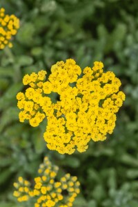 Achillea tomentosa 9 cm Topf - Größe nach Saison