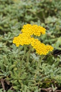 Achillea tomentosa 9 cm Topf - Größe nach Saison