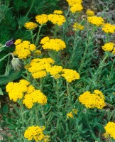 Achillea tomentosa 9 cm Topf - Größe nach Saison