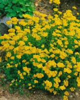 Achillea tomentosa 9 cm Topf - Größe nach Saison