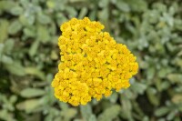 Achillea tomentosa 9 cm Topf - Größe nach Saison