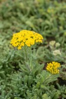 Achillea tomentosa 9 cm Topf - Größe nach Saison