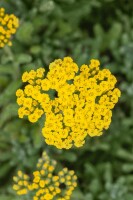 Achillea tomentosa 9 cm Topf - Größe nach Saison