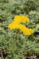 Achillea tomentosa 9 cm Topf - Größe nach Saison