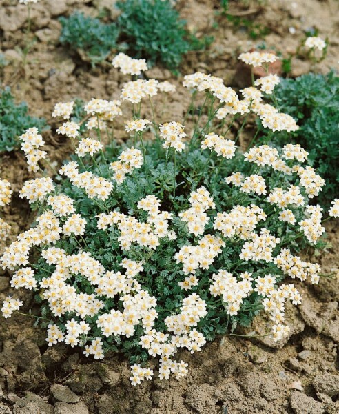 Achillea umbellata 9 cm Topf - Größe nach Saison