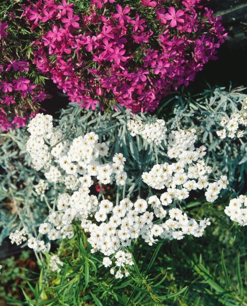 Achillea x kellereri 9 cm Topf - Größe nach Saison