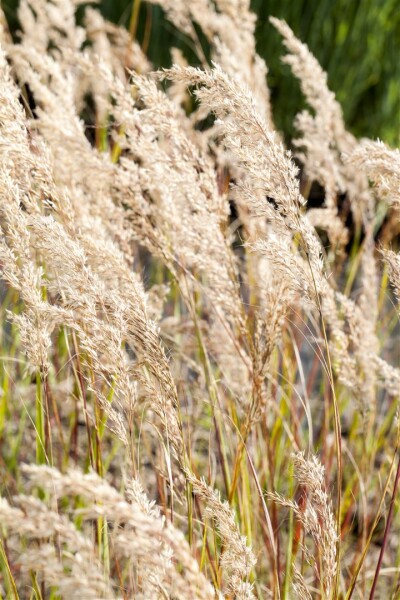 Achnatherum calamagrostis 9 cm Topf - Größe nach Saison