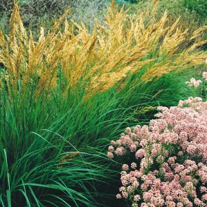 Achnatherum calamagrostis 9 cm Topf - Größe nach Saison