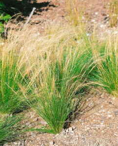 Achnatherum calamagrostis 9 cm Topf - Größe nach Saison