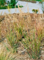 Achnatherum calamagrostis 9 cm Topf - Größe nach Saison