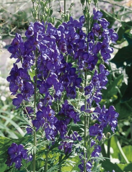 Aconitum henryi Spark 11 cm Topf - Größe nach Saison