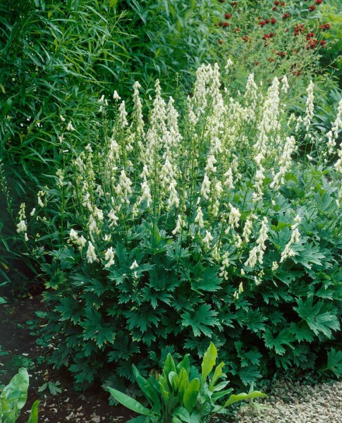 Aconitum lycoctonum ssp.vulp.Ivorine 11 cm Topf - Größe nach Saison