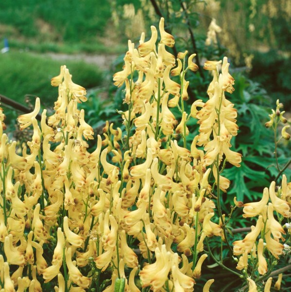 Aconitum lycoctonum ssp.vulparia 9 cm Topf - Größe nach Saison