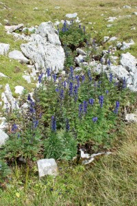 Aconitum napellus 11 cm Topf - Größe nach Saison