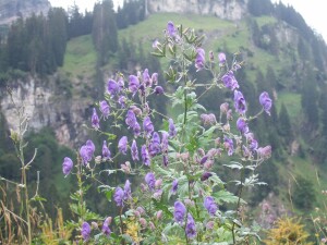 Aconitum napellus 11 cm Topf - Größe nach Saison