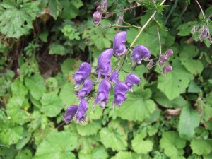 Aconitum napellus 11 cm Topf - Größe nach Saison