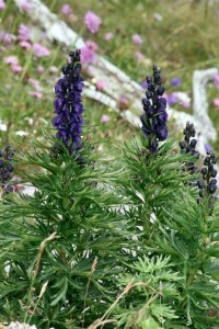 Aconitum napellus 11 cm Topf - Größe nach Saison