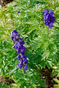 Aconitum napellus 11 cm Topf - Größe nach Saison