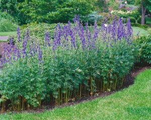 Aconitum napellus 11 cm Topf - Größe nach Saison