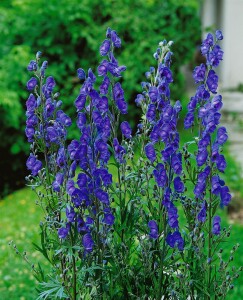 Aconitum napellus 11 cm Topf - Größe nach Saison