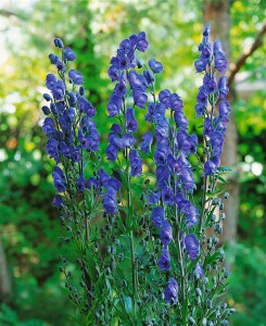 Aconitum napellus 11 cm Topf - Größe nach Saison