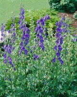 Aconitum napellus 11 cm Topf - Größe nach Saison