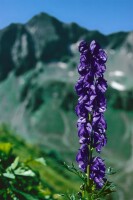 Aconitum napellus 11 cm Topf - Größe nach Saison