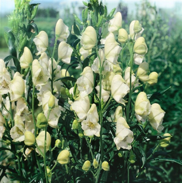 Aconitum napellus Album 11 cm Topf - Größe nach Saison