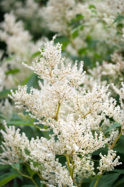 Aconogonon speciosum Johanniswolke 11 cm Topf - Größe nach Saison