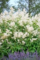 Aconogonon speciosum Johanniswolke 11 cm Topf - Größe nach Saison