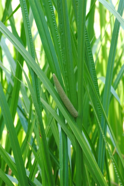 Acorus calamus 9 cm Topf - Größe nach Saison