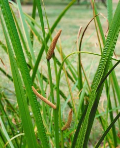 Acorus calamus 9 cm Topf - Größe nach Saison