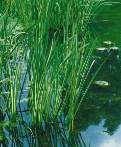 Acorus calamus 9 cm Topf - Größe nach Saison