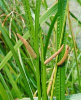 Acorus calamus 9 cm Topf - Größe nach Saison