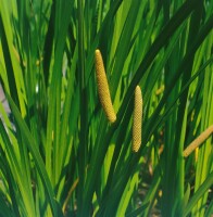 Acorus calamus 9 cm Topf - Größe nach Saison