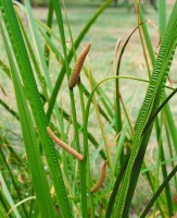 Acorus calamus 9 cm Topf - Größe nach Saison