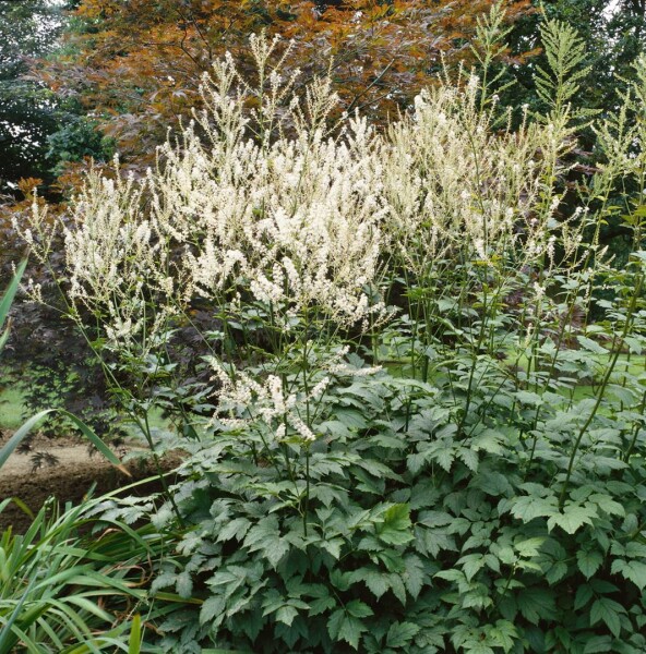 Actaea erythrocarpa 9 cm Topf - Größe nach Saison