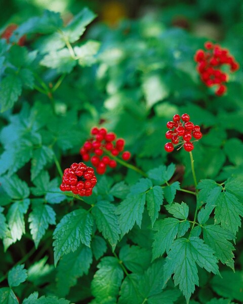 Actaea rubra 9 cm Topf - Größe nach Saison