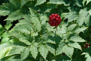 Actaea rubra 9 cm Topf - Größe nach Saison