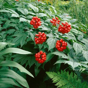 Actaea rubra 9 cm Topf - Größe nach Saison