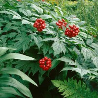 Actaea rubra 9 cm Topf - Größe nach Saison