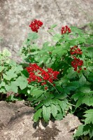 Actaea rubra 9 cm Topf - Größe nach Saison