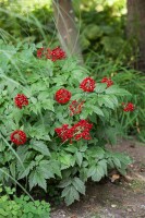 Actaea rubra 9 cm Topf - Größe nach Saison