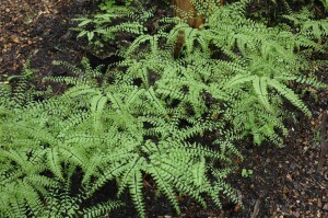 Adiantum pedatum 9 cm Topf - Größe nach Saison