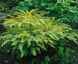 Adiantum pedatum 9 cm Topf - Größe nach Saison