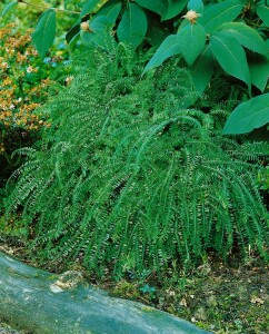 Adiantum pedatum 9 cm Topf - Größe nach Saison