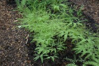 Adiantum pedatum 9 cm Topf - Größe nach Saison