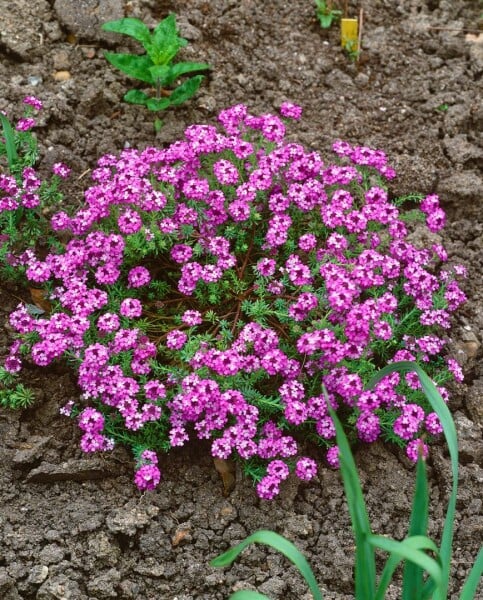 Aethionema armenum Warley Rose 9 cm Topf - Größe nach Saison