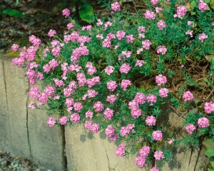 Aethionema armenum Warley Rose 9 cm Topf - Größe nach Saison